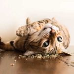 10_Котяча м’ята_23