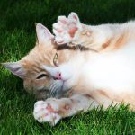 17_як витягнути кліща у кота_9