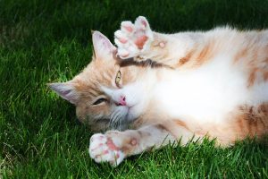 17_як витягнути кліща у кота_9