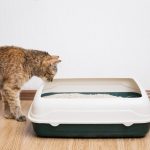 20_як привчити кошеня до лотка_1