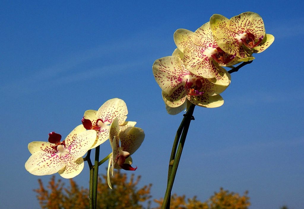 33_як розмножити орхідею_3