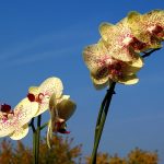 33_як розмножити орхідею_3