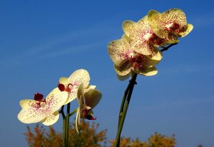 33_як розмножити орхідею_3