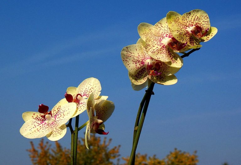 33_як розмножити орхідею_3