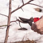 38_як підготувати сад до зими_1