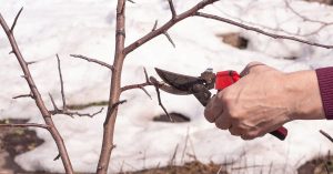 38_як підготувати сад до зими_1