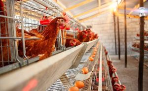African,Egg,Farm,At,Sunset,With,Red,Hens,In,Botswana