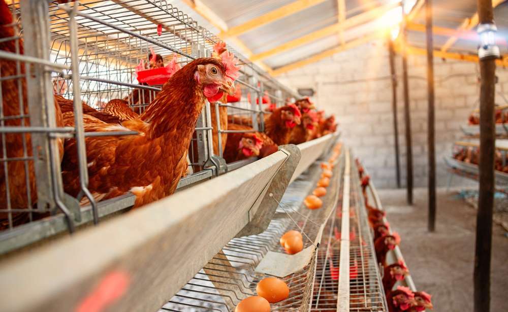 African,Egg,Farm,At,Sunset,With,Red,Hens,In,Botswana