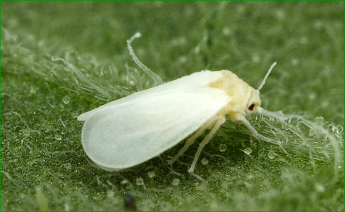 imago