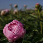 коли обрізати піони