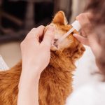 лисі вуха у кота