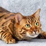 найдорожча порода котів