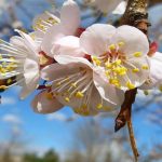 посівний календар на квітень місяць