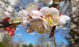 посівний календар на квітень місяць
