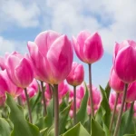 що робити з тюльпанами які відцвіли
