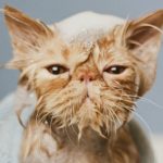 як часто можна мити кота