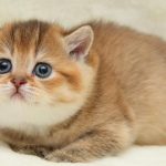 як назвати котика