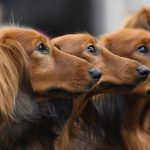 як визначити чи буде собака велика