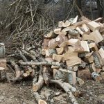 06_чи можна збирати дрова в посадці_4