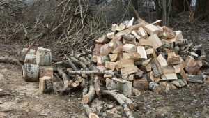 06_чи можна збирати дрова в посадці_4