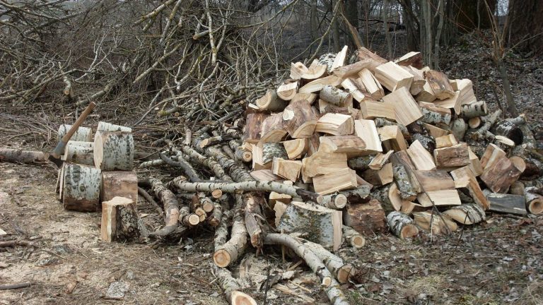 06_чи можна збирати дрова в посадці_4