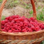 06_чим підживити малину_8