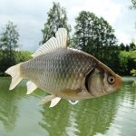 15_коли клює карась_9