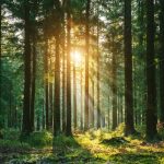 Silent Forest in spring with beautiful bright sun rays - wanderlust