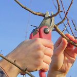 коли обрізати яблуні