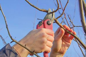 коли обрізати яблуні