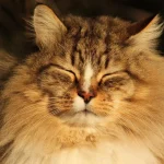 котячі роки