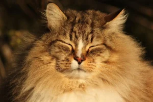 котячі роки