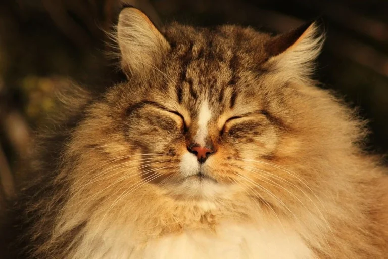 котячі роки