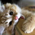 поведінка котів