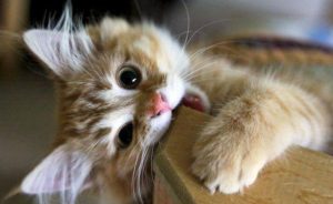 поведінка котів
