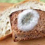 що буде якщо з'їсти хліб з пліснявою