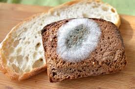 що буде якщо з'їсти хліб з пліснявою