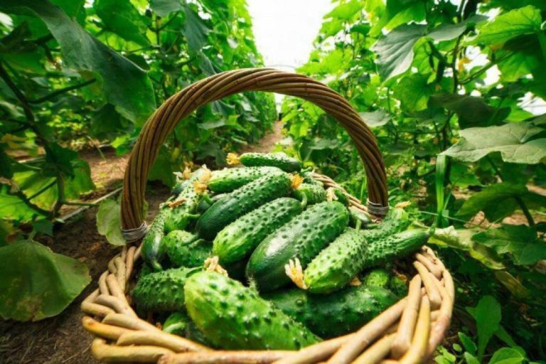 що можна садити біля огірків