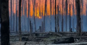 срібнянський ліс