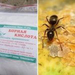 борна кислота від мурах