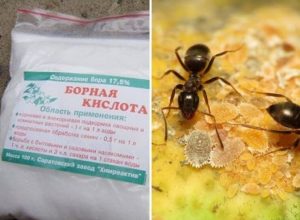 борна кислота від мурах