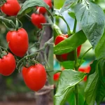 чи можна садити перець біля помідорів