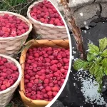 чим підживити малину