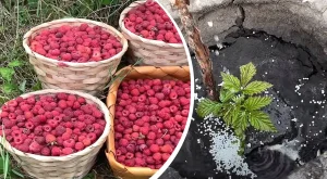 чим підживити малину