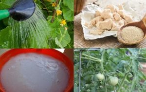 дріжджі для огірків