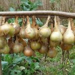 коли копати цибулю
