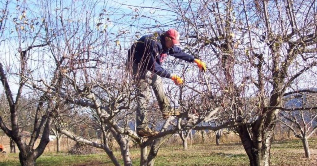 коли обрізати дерева