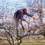 коли обрізати дерева