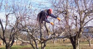 коли обрізати дерева