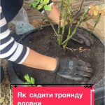 коли садити троянди восени